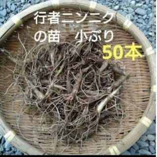 北海道産　行者ニンニク　根のみ　小苗　50本　お試し　ネコポス発送(野菜)