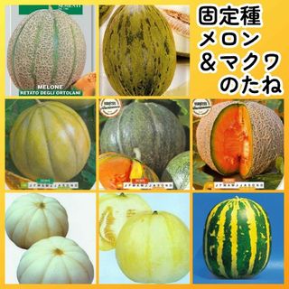 固定種メロンマクワ種8●イタリアンスパニッシュフレンチ菊みずほタイガーメロン(その他)