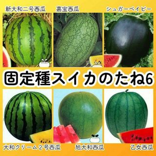 固定種スイカ種6●新大和二号嘉宝西瓜シュガーベイビー旭大和クリーム2号乙女西瓜(その他)