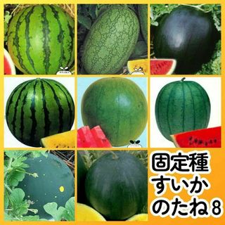 固定種スイカ種8●新大和二号嘉宝シュガー旭大和クリーム乙女ムーン＆スター黒皮黄肉(その他)