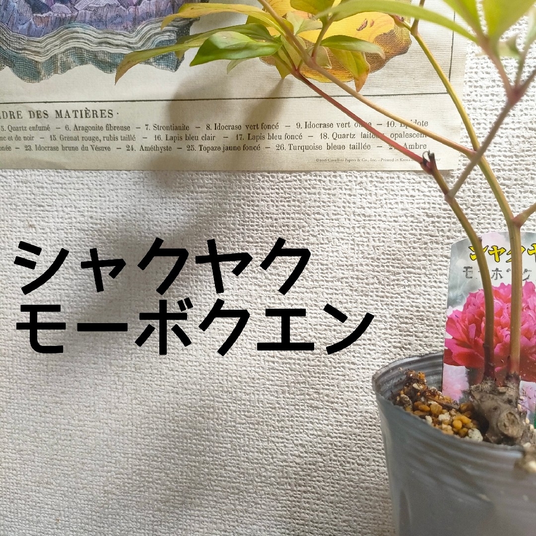 【第四種無料】シャクヤク 芍薬 モーボクエン 苗 ピンク花 八重咲き ハンドメイドのフラワー/ガーデン(その他)の商品写真