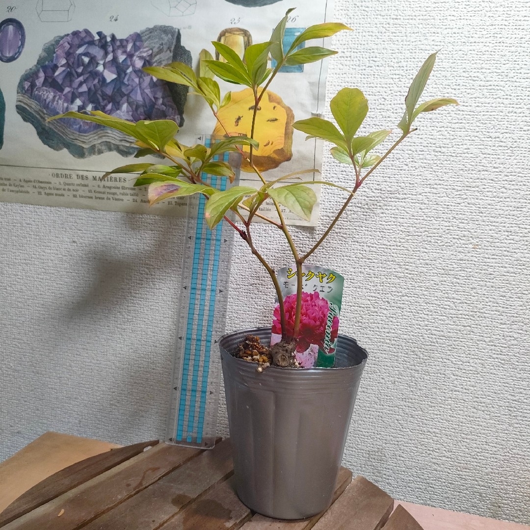 【第四種無料】シャクヤク 芍薬 モーボクエン 苗 ピンク花 八重咲き ハンドメイドのフラワー/ガーデン(その他)の商品写真
