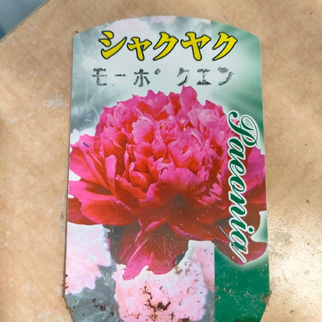 【第四種無料】シャクヤク 芍薬 モーボクエン 苗 ピンク花 八重咲き ハンドメイドのフラワー/ガーデン(その他)の商品写真