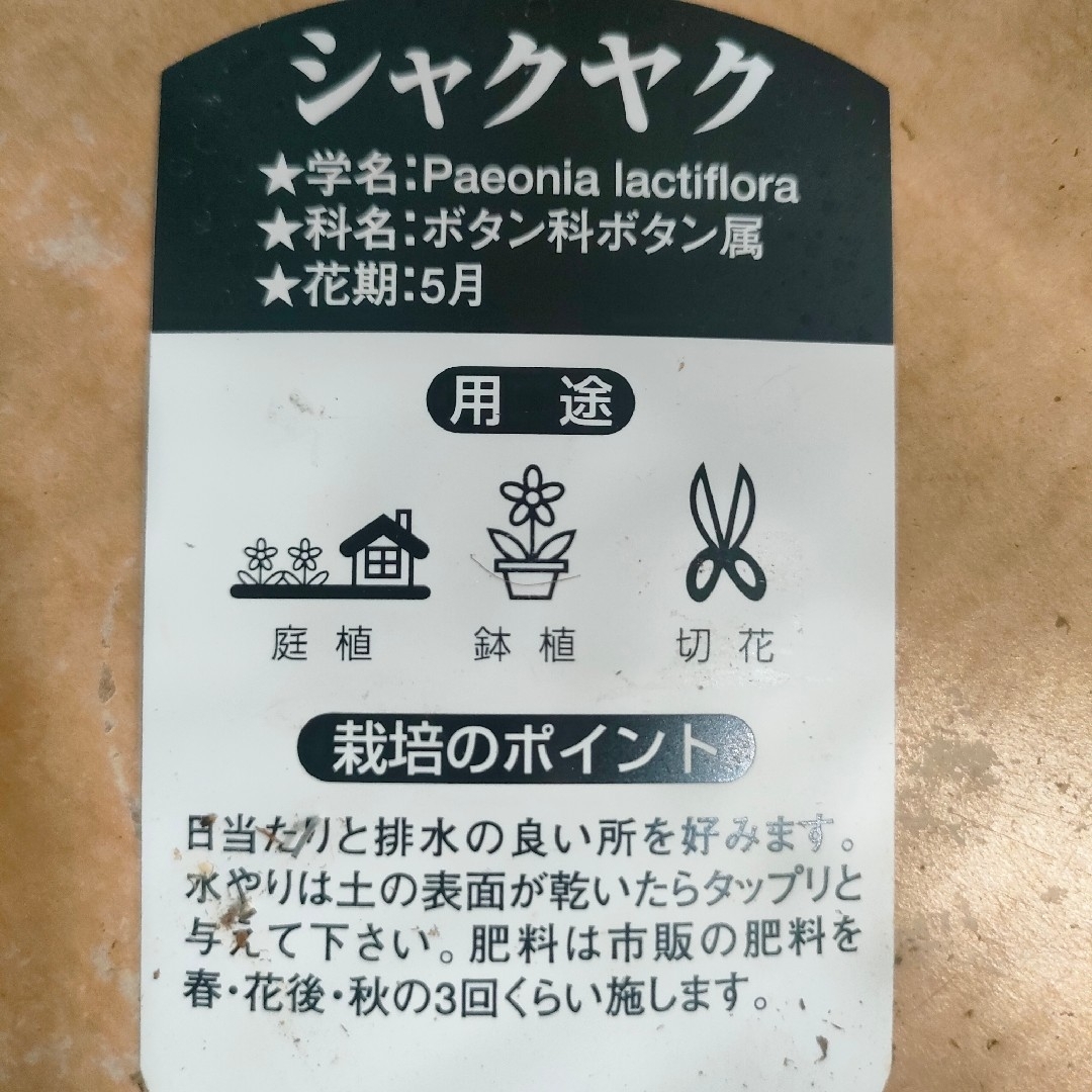 【第四種無料】シャクヤク 芍薬 モーボクエン 苗 ピンク花 八重咲き ハンドメイドのフラワー/ガーデン(その他)の商品写真