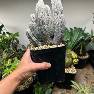 ユーフォルビア デブデルクリ 接ぎおろし 発根済 特大鉢ごと発送(その他)