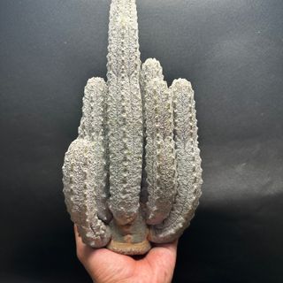 ユーフォルビア デブデルクリ 接ぎおろし 超特大(その他)