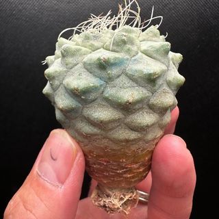 菊水 超特大サイズ(その他)