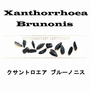 6月入荷 10粒+ クサントロエア ブルーノニス 種 種子 証明書あり(その他)