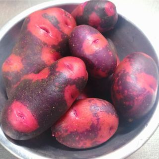 グランドペチカ（別名:デストロイヤー）　5キロ　じゃがいも　無農薬栽培(野菜)