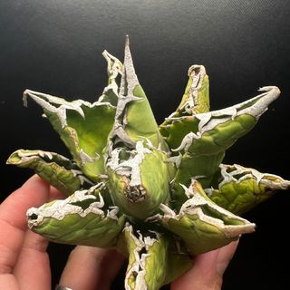 アガベ 鬼雨 特価　セール品 台湾株_６(その他)