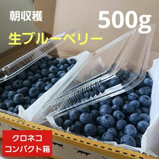 生ブルーベリー　500g　250g×2P　常温発送　朝採れ　除草剤不使用(フルーツ)