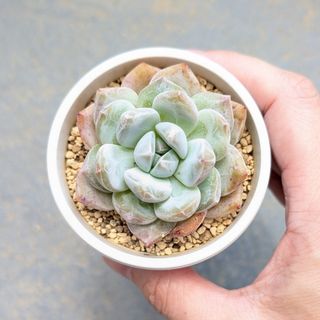 多肉植物　韓国苗　ジェリーオレンジ　発根済み(その他)
