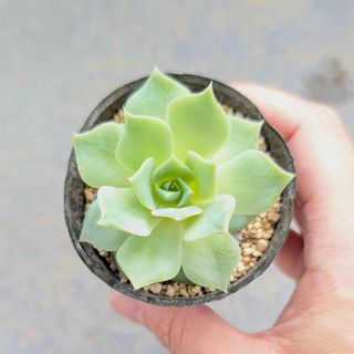 多肉植物　韓国苗　マクドガリー　発根済み(その他)