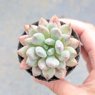 多肉植物　韓国苗　ハーフサマー　発根済み(その他)