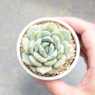 多肉植物　韓国苗　シーソルトミント　発根済み(その他)