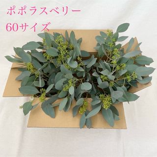 ユーカリポポラスベリー　60サイズ　
