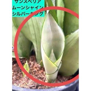 ✨希少✨ サンスベリア　ムーンシャイン　シルバーキング(その他)