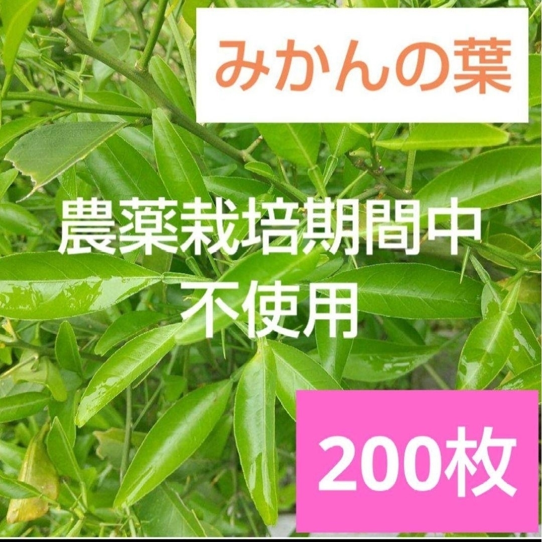 172農薬栽培期間中不使用みかん 葉200枚　アゲハ蝶　青虫　虫　餌 みかんの葉 その他のペット用品(虫類)の商品写真