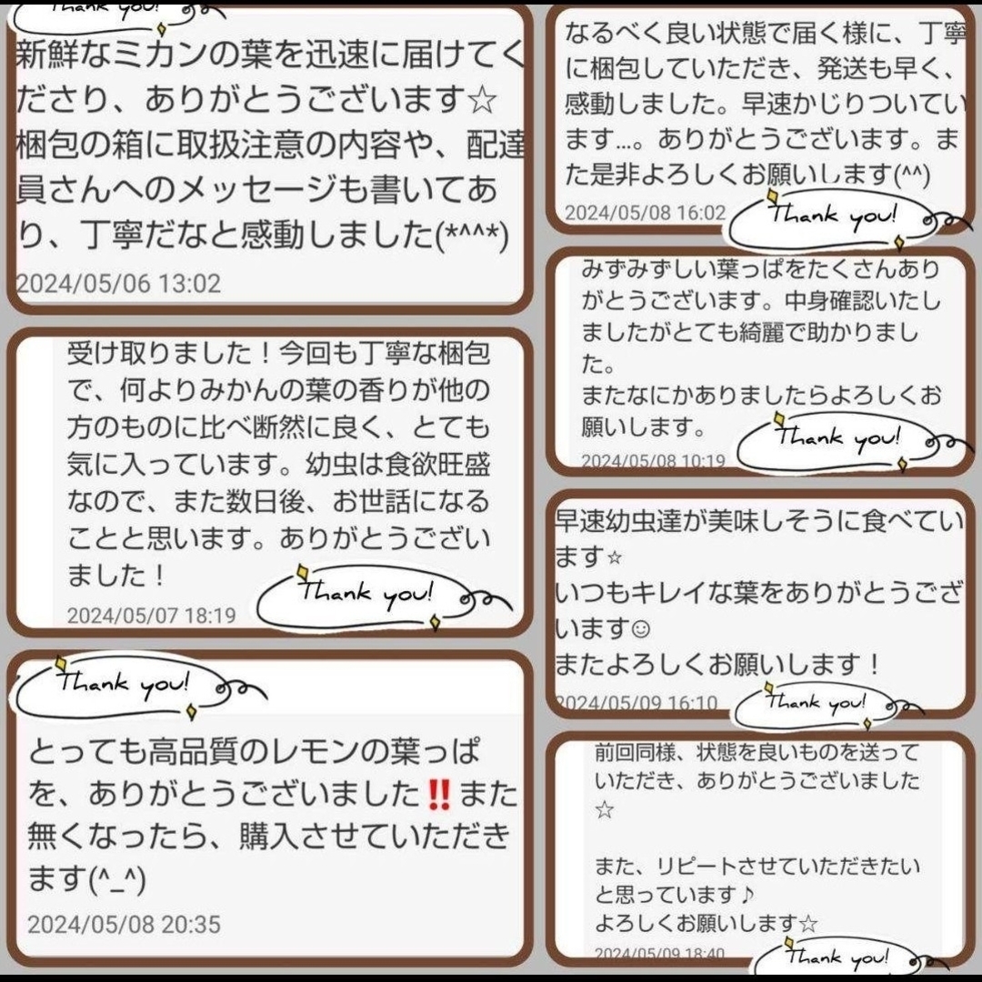 172農薬栽培期間中不使用みかん 葉200枚　アゲハ蝶　青虫　虫　餌 みかんの葉 その他のペット用品(虫類)の商品写真