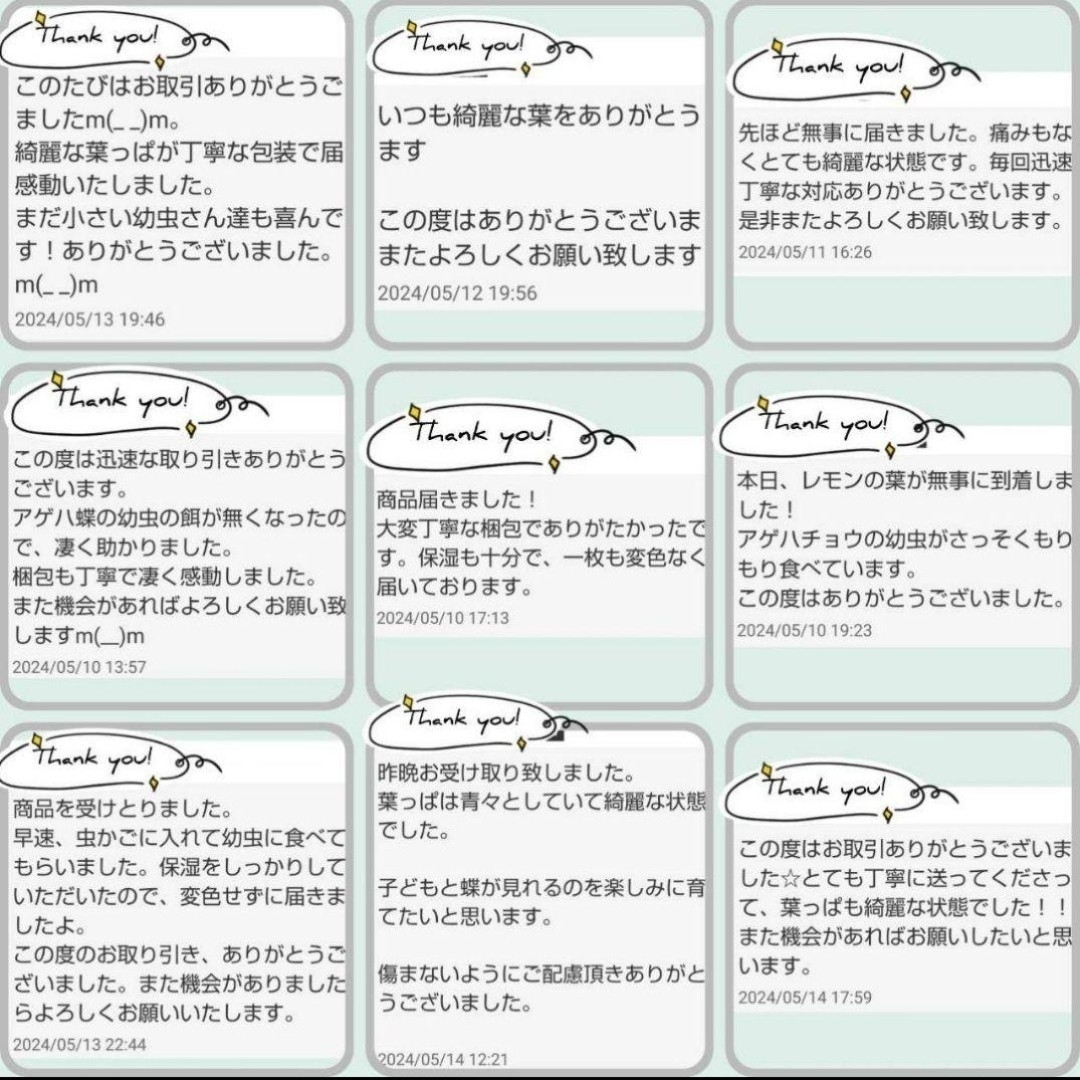 172農薬栽培期間中不使用みかん 葉200枚　アゲハ蝶　青虫　虫　餌 みかんの葉 その他のペット用品(虫類)の商品写真