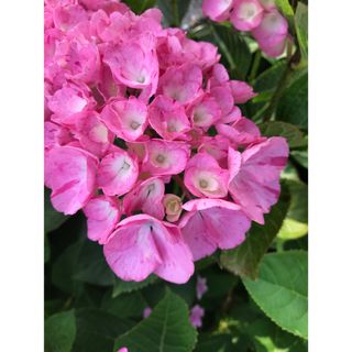 紫陽花苗木 舞姫(その他)