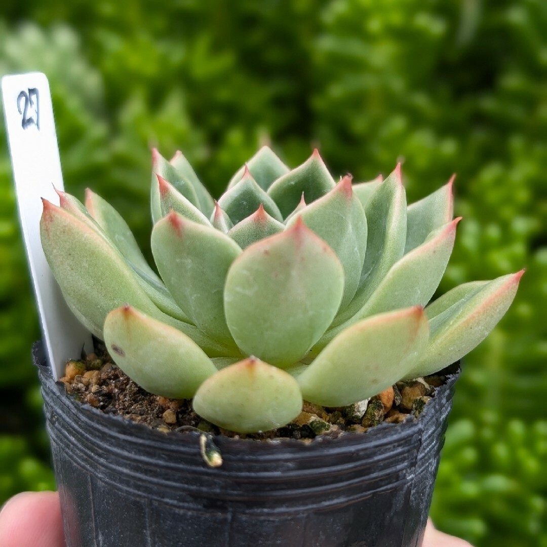 27♥ジェイドボンド♥　根あり　抜き苗　多肉植物 ハンドメイドのフラワー/ガーデン(プランター)の商品写真