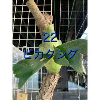 22 ビカクシダ 着生(その他)
