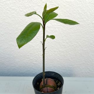 観葉植物　アポカド　苗(その他)