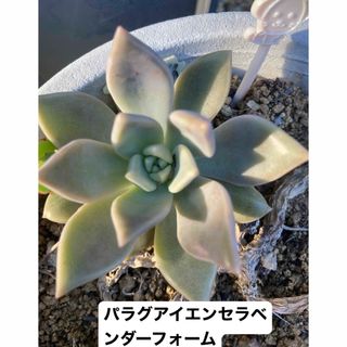 多肉植物　象　パラグアイエンセラベンダーフォーム(その他)