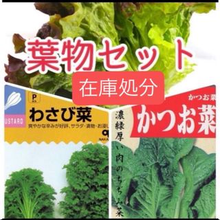 葉物野菜　種セット　サニーレタス　かつお菜　わさび菜(野菜)