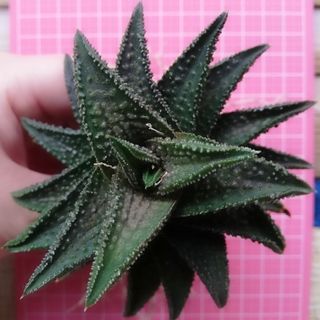 鬼瓦　ハオルチア＊いいねしないでください(その他)