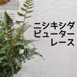【第四種無料】ニシキシダ ピューターレース 観葉植物 シダ シェードガーデン(その他)