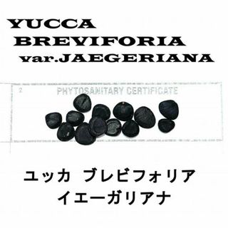 2月入荷 20粒+ ユッカ ブレビフォリア イエーガリアナ 種 種子 証明書あり(その他)