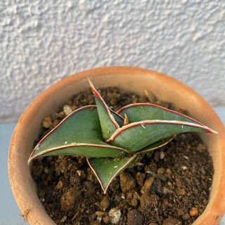 サンスベリア　ロリダ(その他)