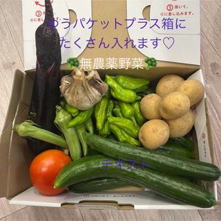 夏野菜詰め合わせ　ゆうパケットプラス　きゅうり　ナス　トマト　ししとう　無農薬(野菜)