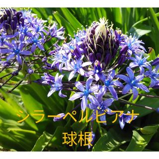 シラーペルビアナ　大球根2球(その他)