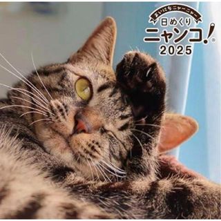 日めくりニャンコ！2025年 卓上 日めくりカレンダー　本体＋台座付き(カレンダー/スケジュール)