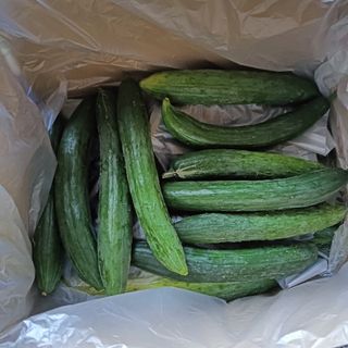 訳あり　きゅうり　約40本(野菜)