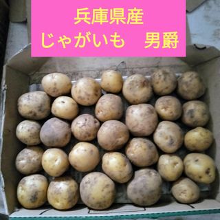 兵庫県産　じゃがいも　男爵種(野菜)