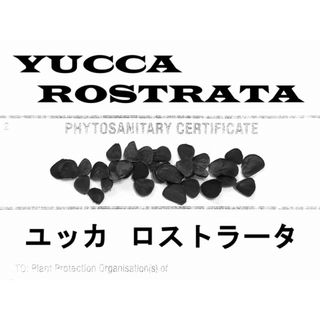 2月入荷 50粒+ ユッカ ロストラータ 種 種子 証明書あり(その他)