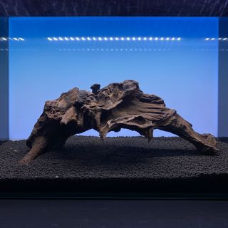 MRW-6543 自立赤系天然流木　1点物　流木　アクアリウム