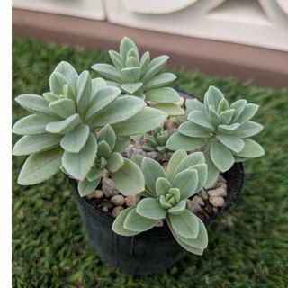 多肉植物プレクトランサス属　サルコステムモイデス(その他)