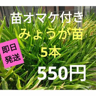 ★損はさせません★ みょうが5本(苗オマケ付き)即日発送(野菜)