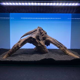 MRW-6546 自立赤系天然流木　2本セット　流木　アクアリウム　(アクアリウム)