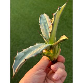 【選抜株】大人気株！かなり大きめのフェロックス錦②アガベ　多肉植物　速達発送！(その他)