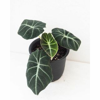 【ブラックベルベット】アロカシア　ALO102 ★観葉植物(その他)