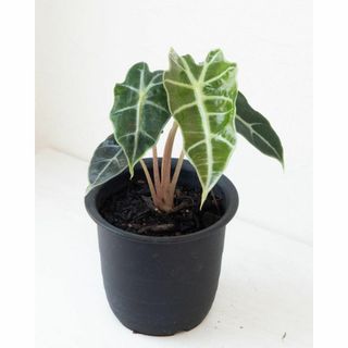 【アマゾニカ】ドワーフ　アロカシア　ALO98 ★観葉植物(その他)