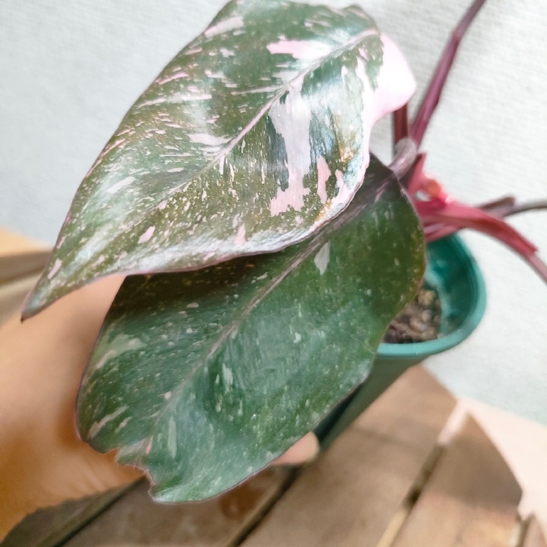 【第四種無料】フィロデンドロン ピンクプリンセス マーブルギャラクシー 観葉植物 ハンドメイドのフラワー/ガーデン(その他)の商品写真