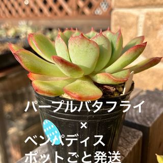 パープルバタフライ×ベンパディス　ポットごと発送(その他)