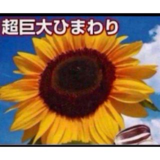 巨大ひまわりタイタン5粒と2種類の植物の種のおまけ付き！